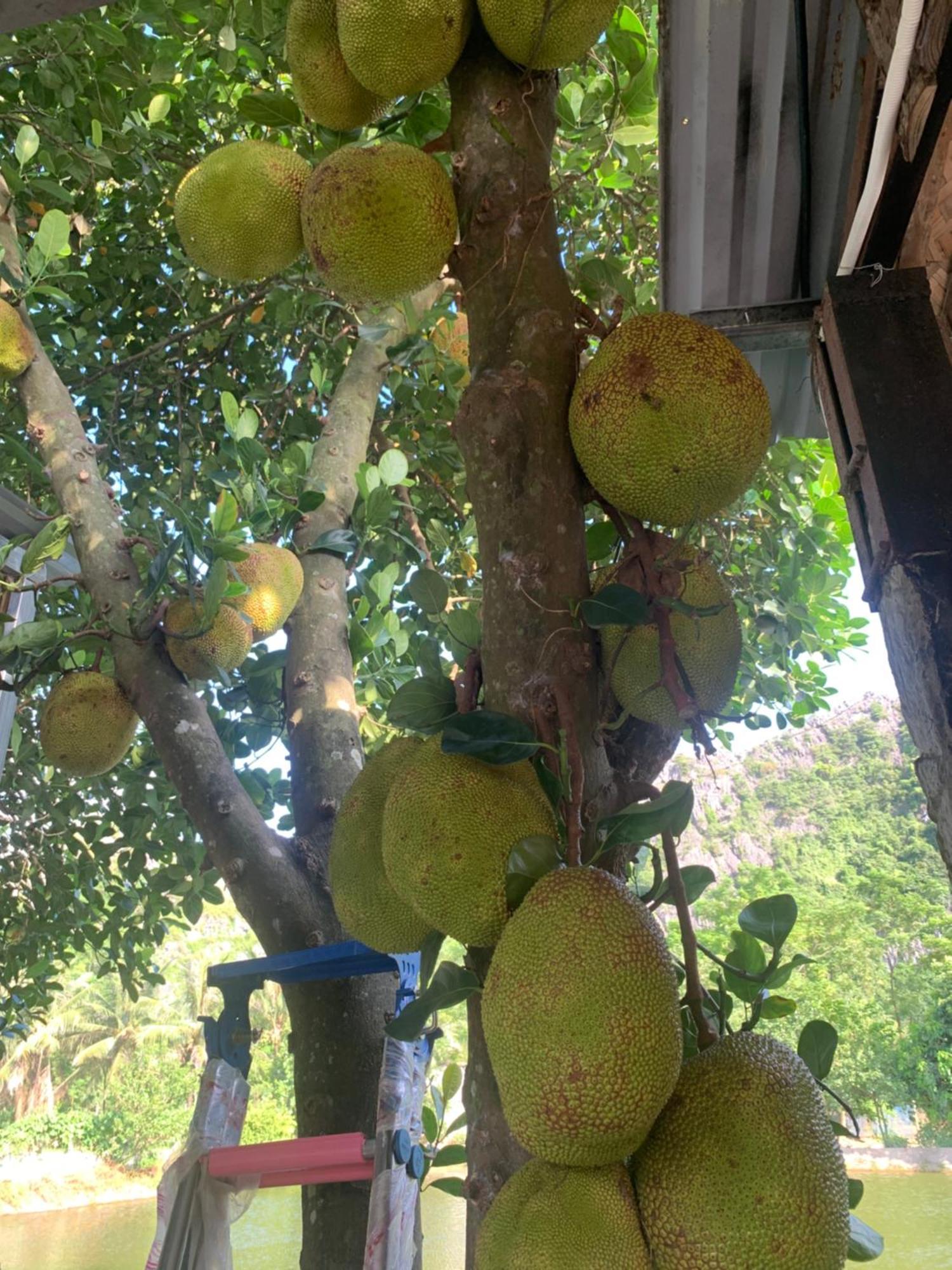 Peaceful Refuge Homestay Ninh Bình Ngoại thất bức ảnh